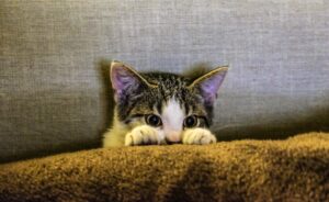 Cat Hiding Behaviour
