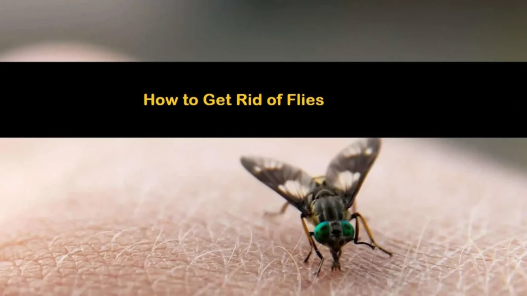 How to Get Rid of Flies