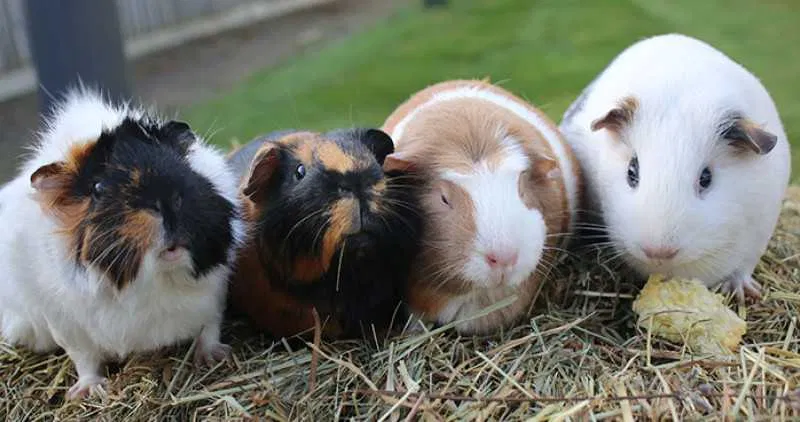 How to Choose the Right Guinea Pig Breed for You