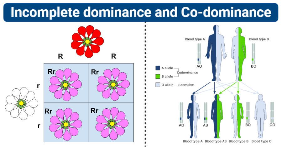 Maximizing the Use of Facet of Dominance