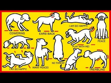 Understanding Your Dog’s Results