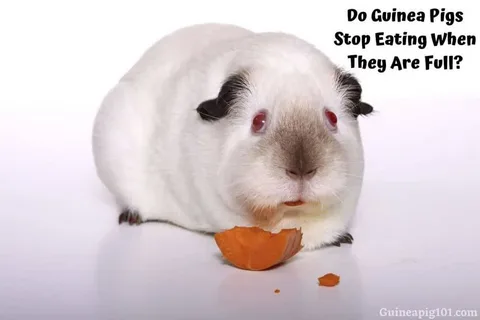 Why Do Guinea Pig Breeds Matter