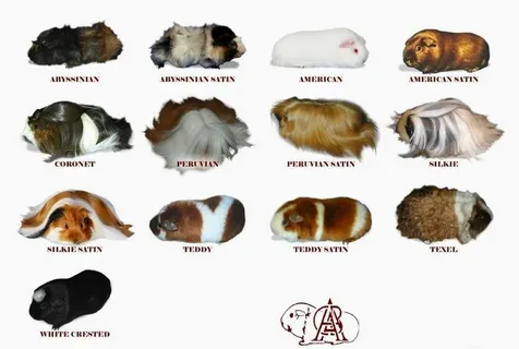 guinea pig breeds